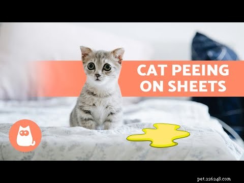 Cat Peeing on Kid s Bed? Causes, Diagnosis, and Solutions