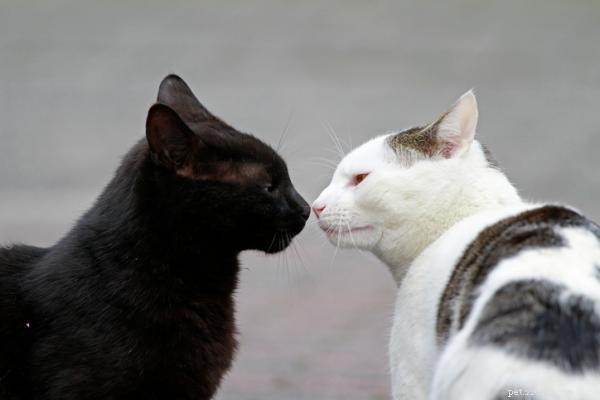 Stop Your Cat from Peeing Outside the Litter Box – Proven Solutions