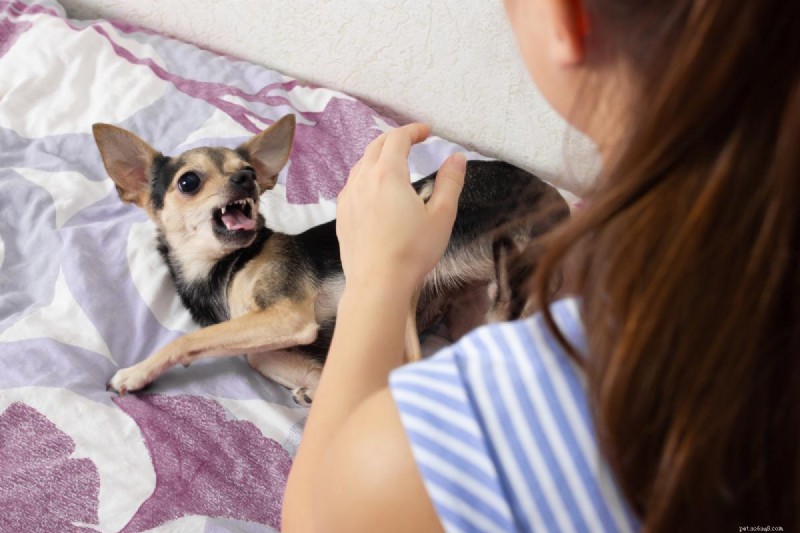 Unpacking the Causes Behind Your Dog’s Aggressive Behavior Toward Certain People