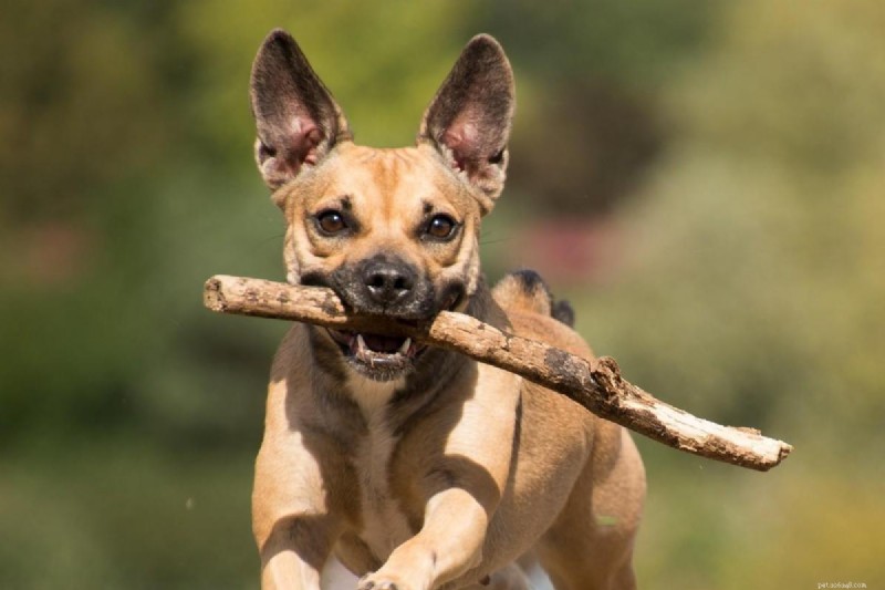 Determining the Ideal Exercise Routine for Your Dog