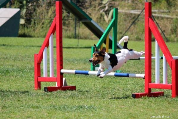 Determining the Ideal Exercise Routine for Your Dog