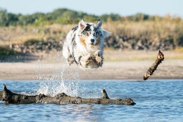 Determining the Ideal Exercise Routine for Your Dog