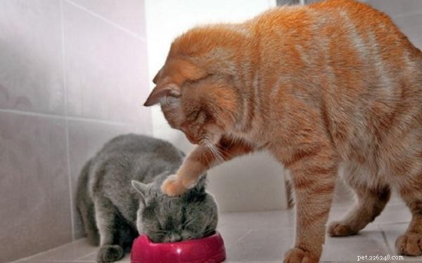 Spotting Anxiety in Cats: Key Signs and Effective Solutions