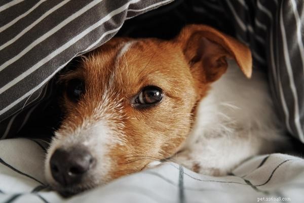 Why Do Dogs Love Sleeping on Your Clothes? The Science Behind Their Cozy Choice
