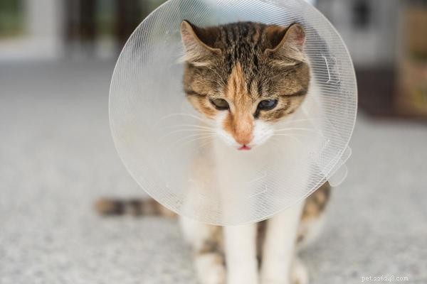 Why Your Cat May Hiss After a Spay and How to Ease the Tension
