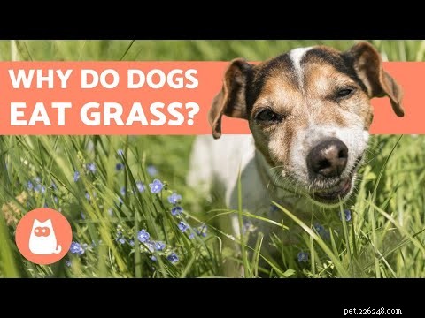 Why Your Dog Eats Grass and Doesn t Vomit: What It Means for Their Health