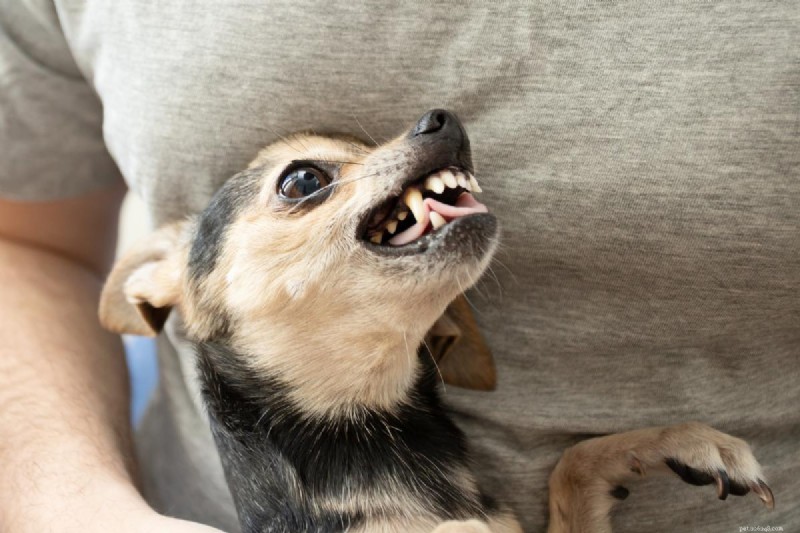 Understanding Chihuahua Aggression: Causes and Myths