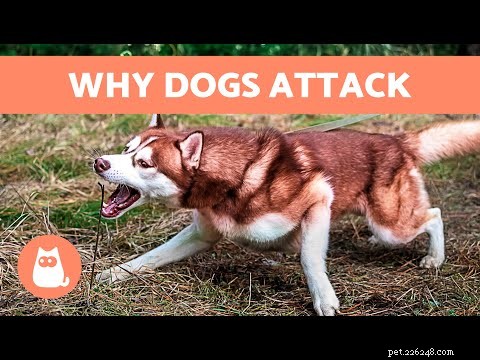 Understanding Chihuahua Aggression: Causes and Myths