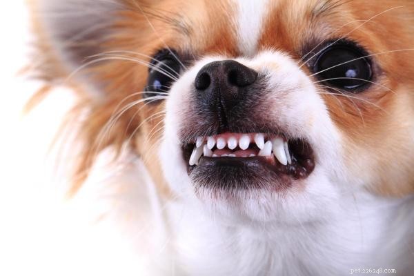 Understanding Chihuahua Aggression: Causes and Myths