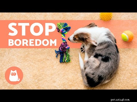 Why Your Dog Brings a Toy When It Greets You: A Sign of Love and Bonding