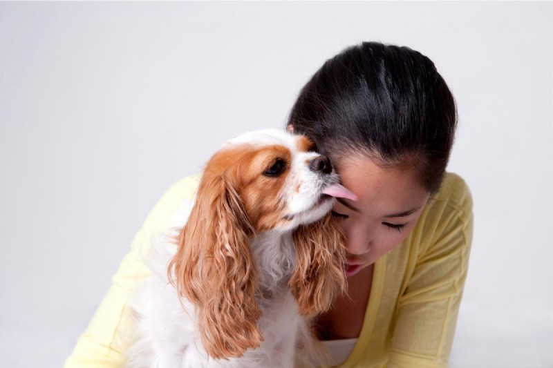 Do Dogs Truly View Humans as Their Parents? Understanding Canine Perception
