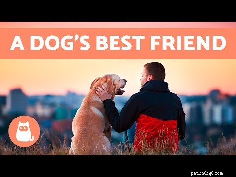 Do Dogs Truly View Humans as Their Parents? Understanding Canine Perception