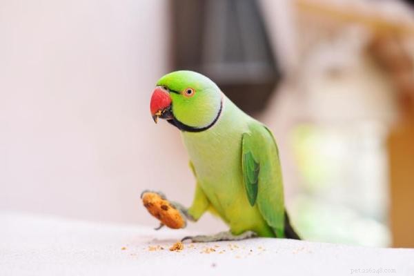 Understanding Why Parrots Toss Their Food: Causes and Solutions