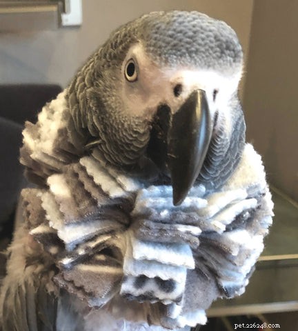 Safe Bird Collars: A Guide for Responsible Owners
