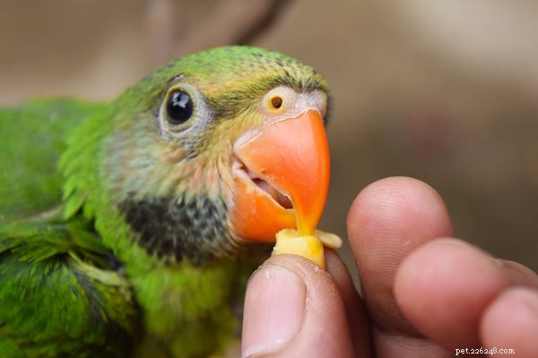 Safe Bird Collars: A Guide for Responsible Owners