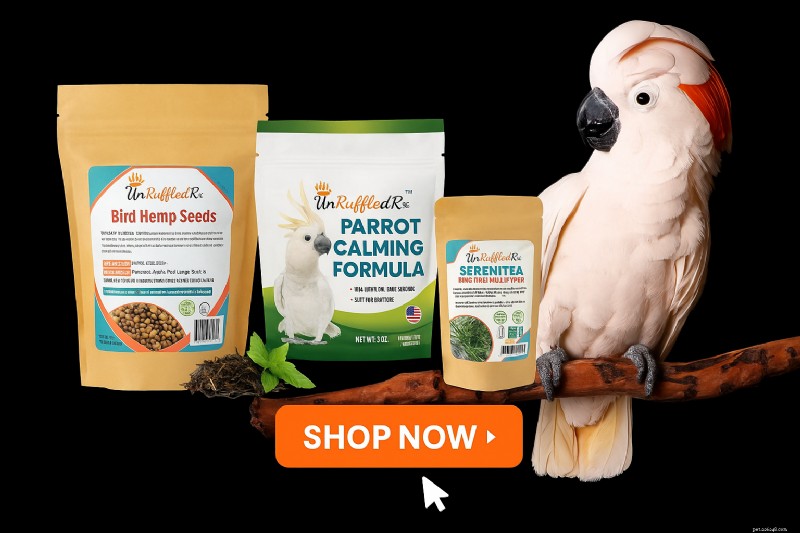 Back‑to‑School Routine Shocks Your Bird: Simple Ways to Keep Them Calm