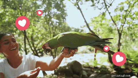 How Training Your Bird to Step Up Enhances Bonding, Safety, and Daily Living