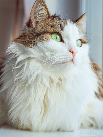 The Science Behind Long-Haired Cats: Why Some Felines Grow Longer Fur