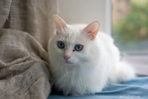 The Science Behind Long-Haired Cats: Why Some Felines Grow Longer Fur