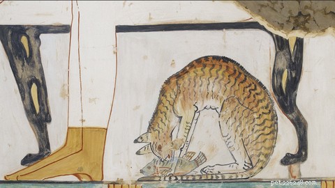 The Science Behind Long-Haired Cats: Why Some Felines Grow Longer Fur