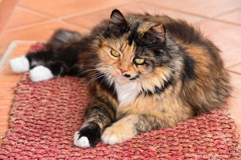 The Science Behind Long-Haired Cats: Why Some Felines Grow Longer Fur