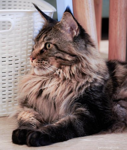 The Science Behind Long-Haired Cats: Why Some Felines Grow Longer Fur