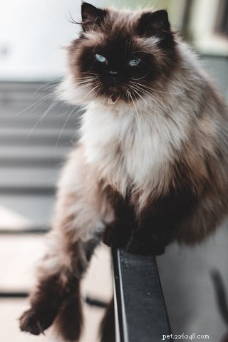 The Science Behind Long-Haired Cats: Why Some Felines Grow Longer Fur