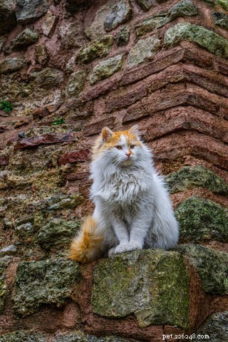 The Science Behind Long-Haired Cats: Why Some Felines Grow Longer Fur