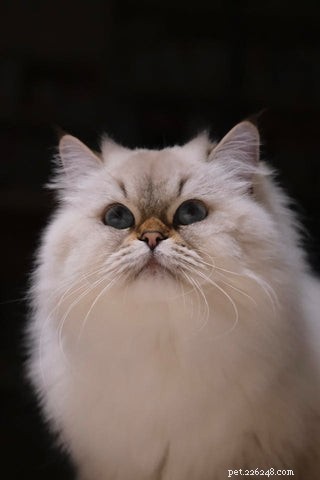 The Science Behind Long-Haired Cats: Why Some Felines Grow Longer Fur