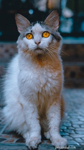The Science Behind Long-Haired Cats: Why Some Felines Grow Longer Fur