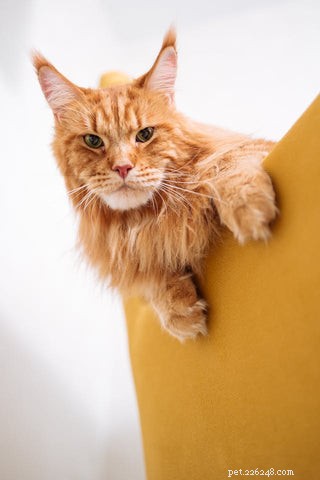 The Science Behind Long-Haired Cats: Why Some Felines Grow Longer Fur