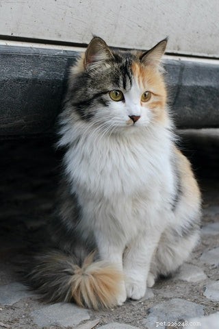 The Science Behind Long-Haired Cats: Why Some Felines Grow Longer Fur