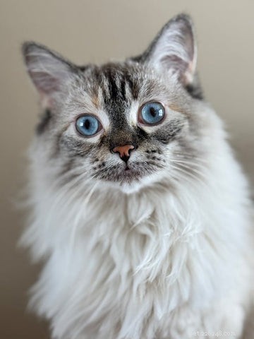 The Science Behind Long-Haired Cats: Why Some Felines Grow Longer Fur
