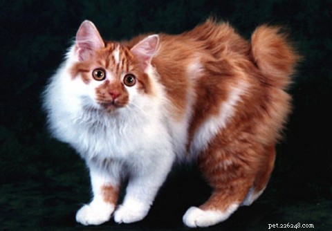The Science Behind Long-Haired Cats: Why Some Felines Grow Longer Fur
