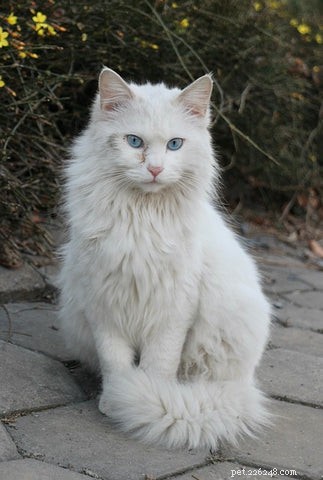 The Science Behind Long-Haired Cats: Why Some Felines Grow Longer Fur