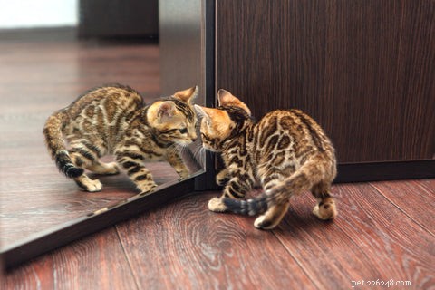 Can Cats Recognize Their Own Reflection? Exploring the Mirror Test