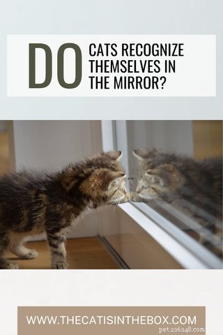 Can Cats Recognize Their Own Reflection? Exploring the Mirror Test