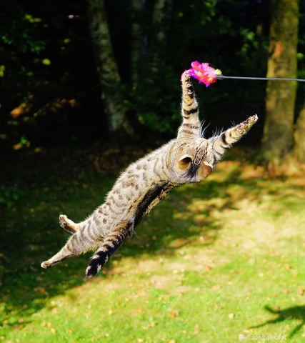 Can Cats Recognize Their Own Reflection? Exploring the Mirror Test