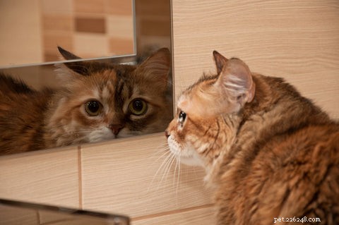 Can Cats Recognize Their Own Reflection? Exploring the Mirror Test