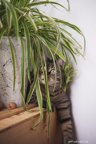 14 Cat‑Friendly Houseplants: Stylish, Low‑Maintenance, and 100% Safe