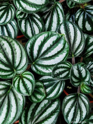 14 Cat‑Friendly Houseplants: Stylish, Low‑Maintenance, and 100% Safe