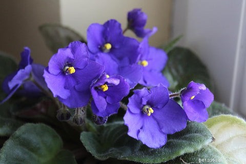 14 Cat‑Friendly Houseplants: Stylish, Low‑Maintenance, and 100% Safe