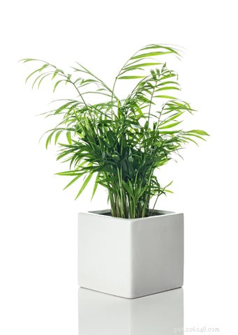 14 Cat‑Friendly Houseplants: Stylish, Low‑Maintenance, and 100% Safe