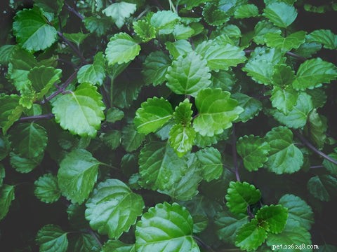 14 Cat‑Friendly Houseplants: Stylish, Low‑Maintenance, and 100% Safe