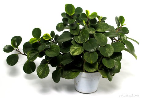 14 Cat‑Friendly Houseplants: Stylish, Low‑Maintenance, and 100% Safe