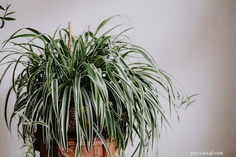 14 Cat‑Friendly Houseplants: Stylish, Low‑Maintenance, and 100% Safe