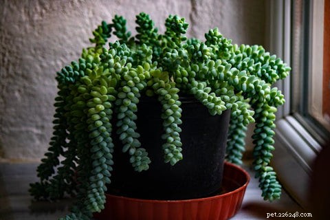 14 Cat‑Friendly Houseplants: Stylish, Low‑Maintenance, and 100% Safe