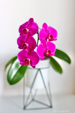 14 Cat‑Friendly Houseplants: Stylish, Low‑Maintenance, and 100% Safe