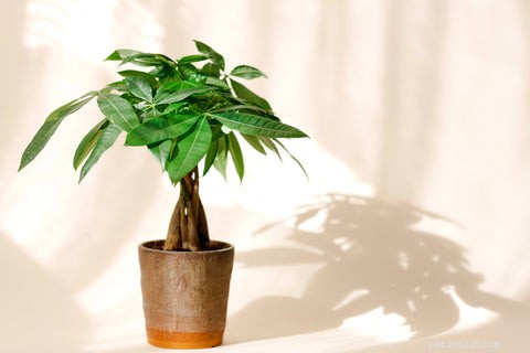 14 Cat‑Friendly Houseplants: Stylish, Low‑Maintenance, and 100% Safe