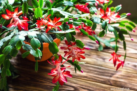 14 Cat‑Friendly Houseplants: Stylish, Low‑Maintenance, and 100% Safe